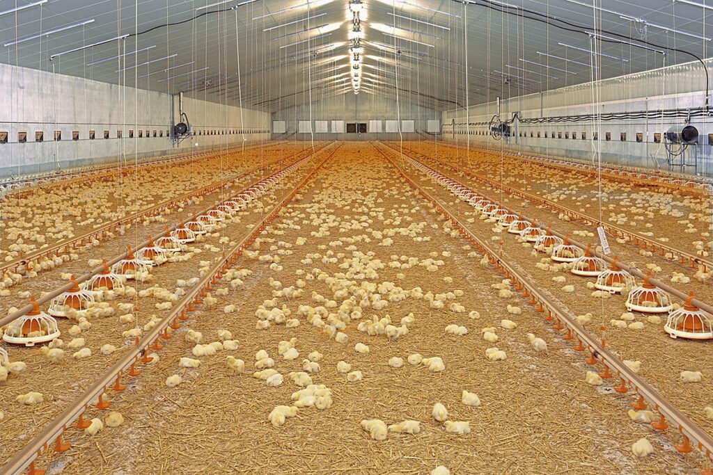 haehnchenmast broiler growing stall kueken big dutchman 72